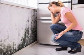 Why You Should Choose Our Mold Remediation Services in Oakland, FL